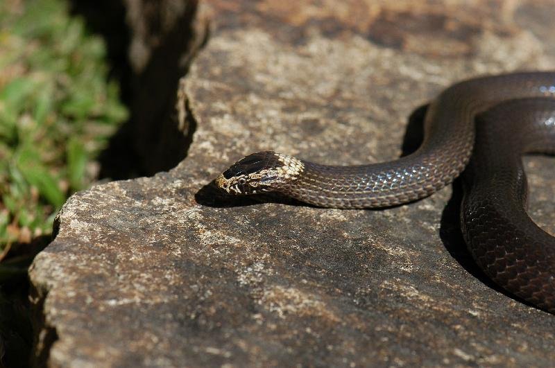 White-Crowned_Snake__Cacophis_harriettae__004.jpg