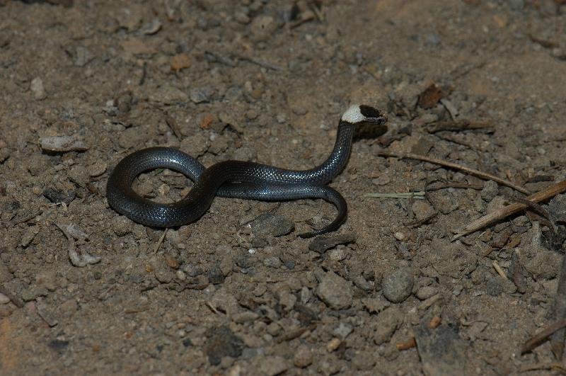 White-Crowned_Snake__Cacophis_harriettae__007.jpg