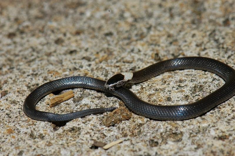 White-Crowned_Snake__Cacophis_harriettae__010.jpg