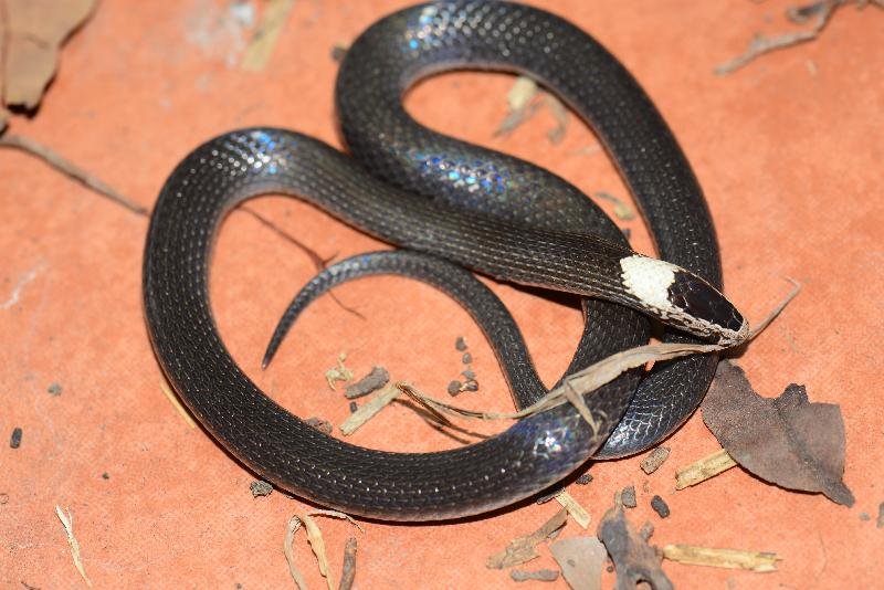 White-Crowned_Snake__Cacophis_harriettae__011.jpg