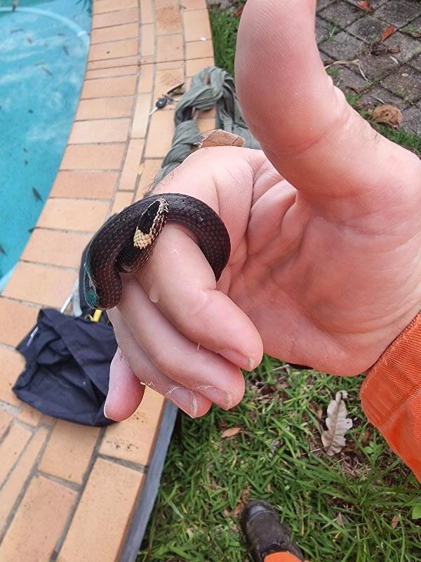 White-Crowned_Snake__Cacophis_harriettae__014.jpg