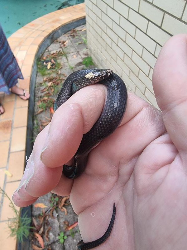 White-Crowned_Snake__Cacophis_harriettae__016.jpg