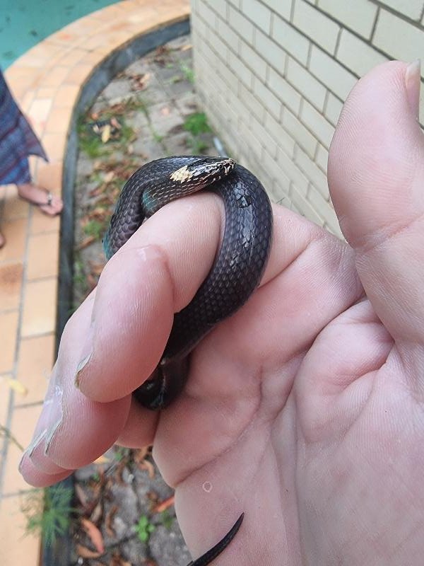 White-Crowned_Snake__Cacophis_harriettae__017.jpg