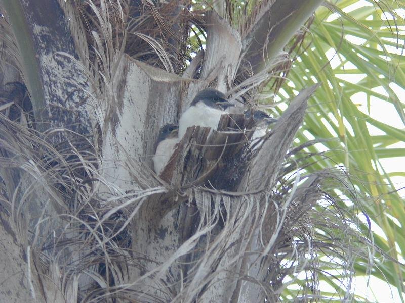 White-breasted_Woodswallow__Artamus_leucorynchus__003.jpg