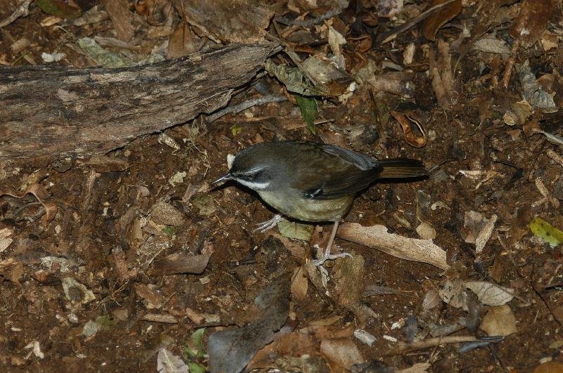 White-browed_Scrubwren__Sericornis_frontalis__001.jpg