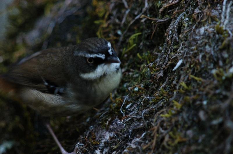 White-browed_Scrubwren__Sericornis_frontalis__002.jpg