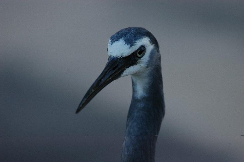 White-faced_Heron__Egretta_novaehollandiae__003.jpg