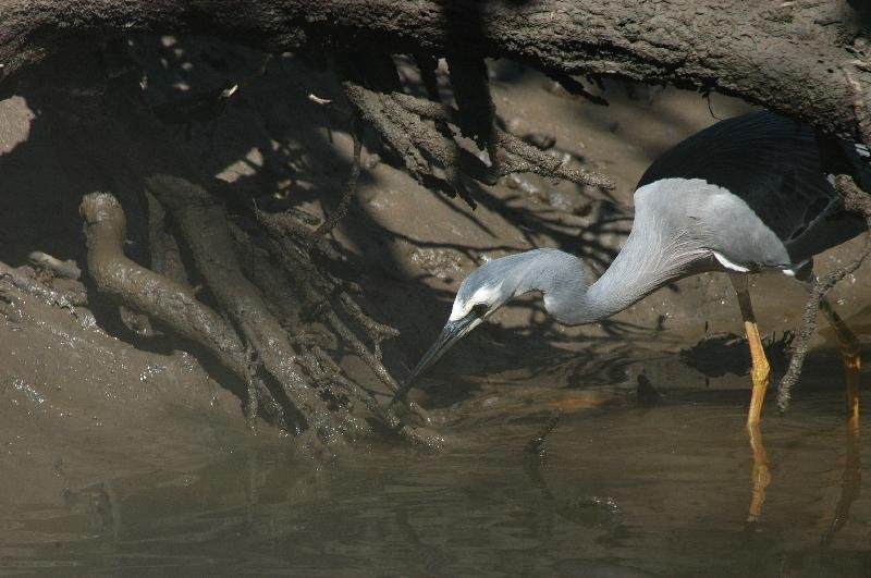 White-faced_Heron__Egretta_novaehollandiae__006.jpg