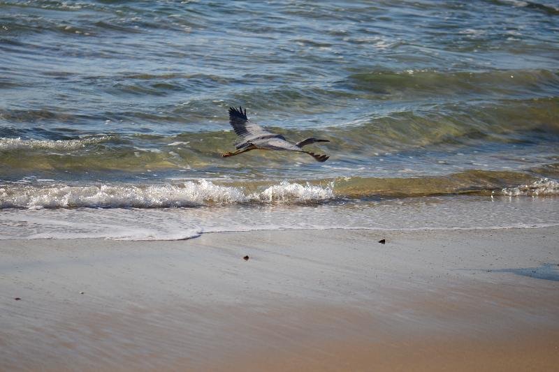 White-faced_Heron__Egretta_novaehollandiae__007.jpg