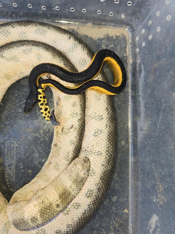 Yellow-Bellied_Sea_Snake__Pelamis_platurus__009.jpg