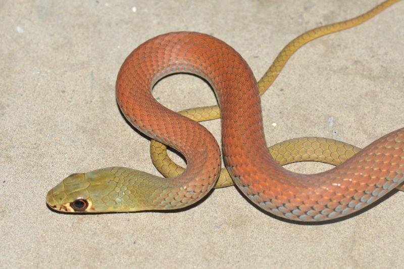 Yellow-Faced_Whipsnake__Demansia_psammophis__029.jpg