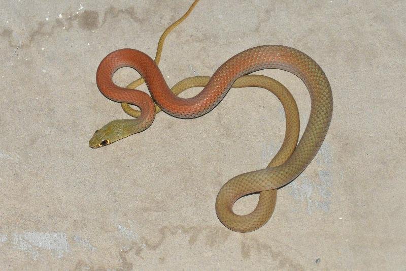 Yellow-Faced_Whipsnake__Demansia_psammophis__030.jpg