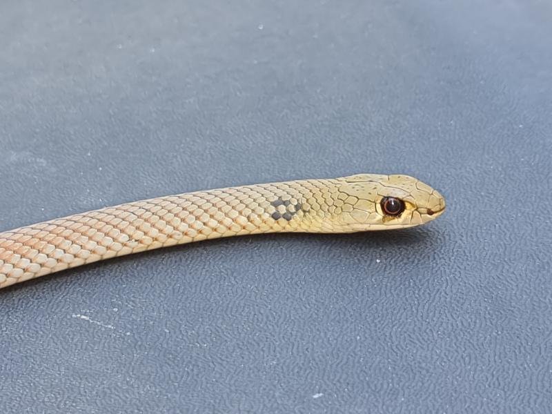 Yellow-Faced_Whipsnake__Demansia_psammophis__036.jpg