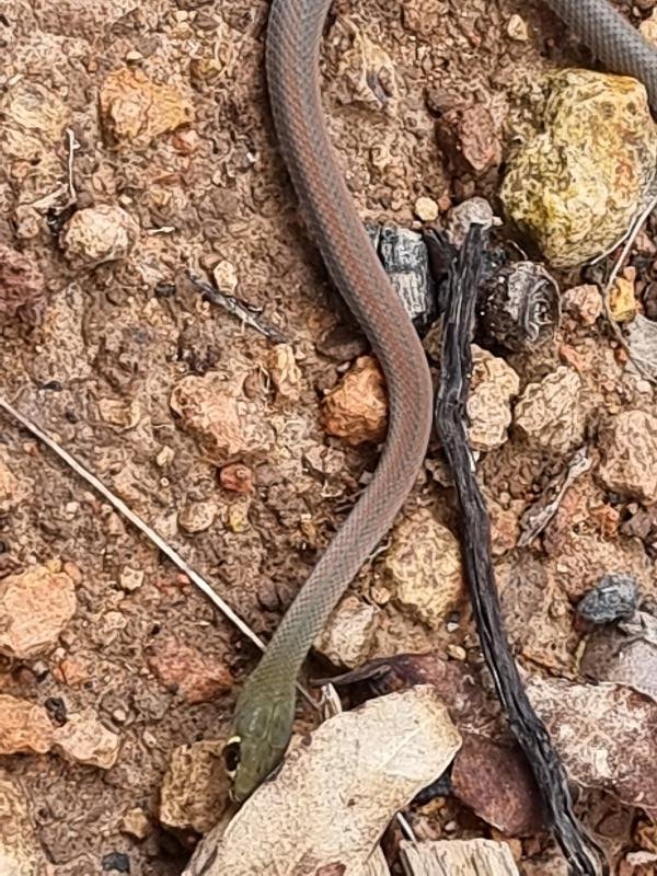 Yellow-Faced_Whipsnake__Demansia_psammophis__038.jpg