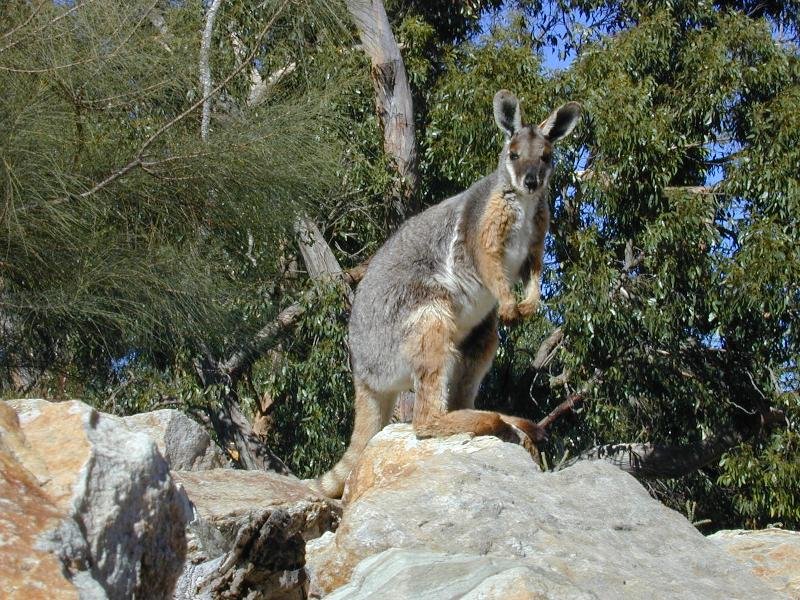 Yellow-Footed_Rock-Wallaby__Petrogale_xanthopus__006.jpg