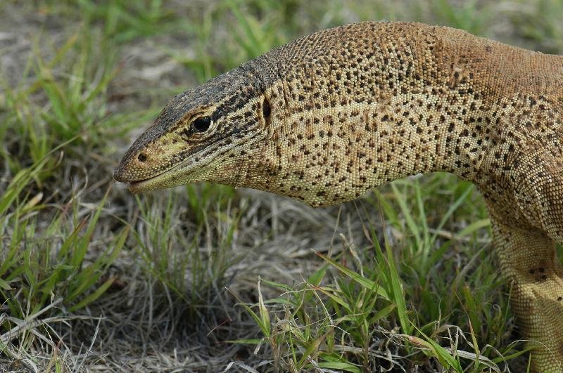 Yellow-Spotted_Monitor__Varanus_panoptes__002.jpg