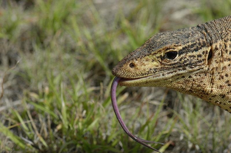 Yellow-Spotted_Monitor__Varanus_panoptes__004.jpg