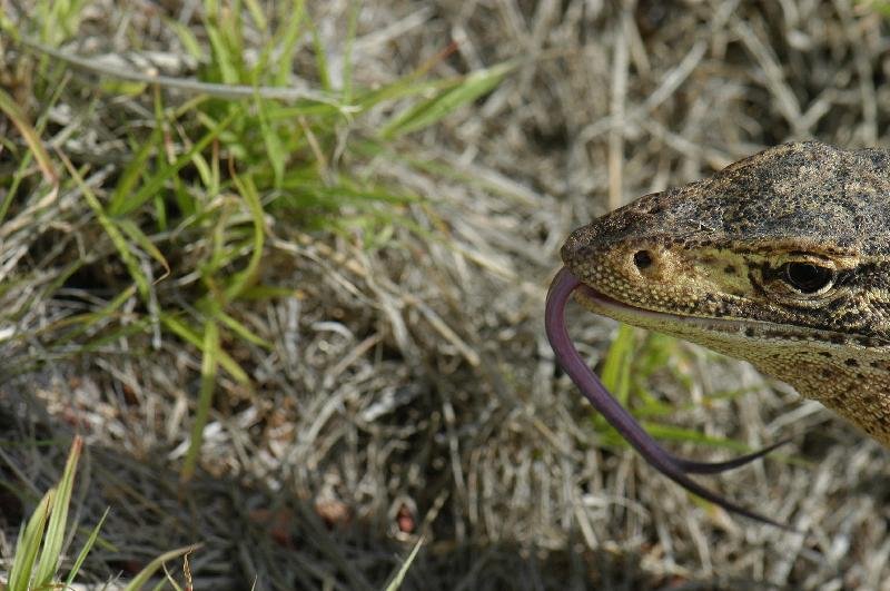 Yellow-Spotted_Monitor__Varanus_panoptes__005.jpg