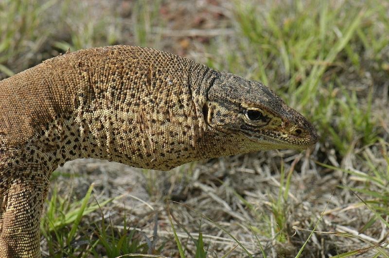 Yellow-Spotted_Monitor__Varanus_panoptes__006.jpg