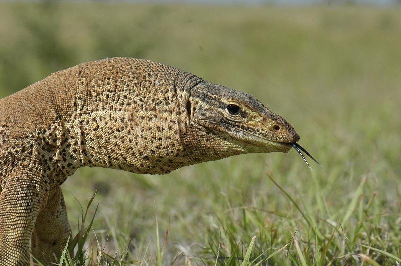 Yellow-Spotted_Monitor__Varanus_panoptes__010.jpg