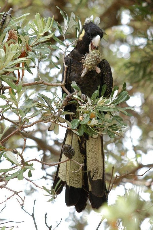 Yellow-tailed_Black-Cockatoo__Calyptorhynchus_funereus__004.jpg