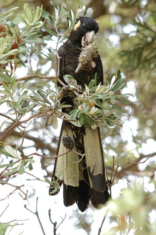 Yellow-tailed_Black-Cockatoo__Calyptorhynchus_funereus__005.jpg