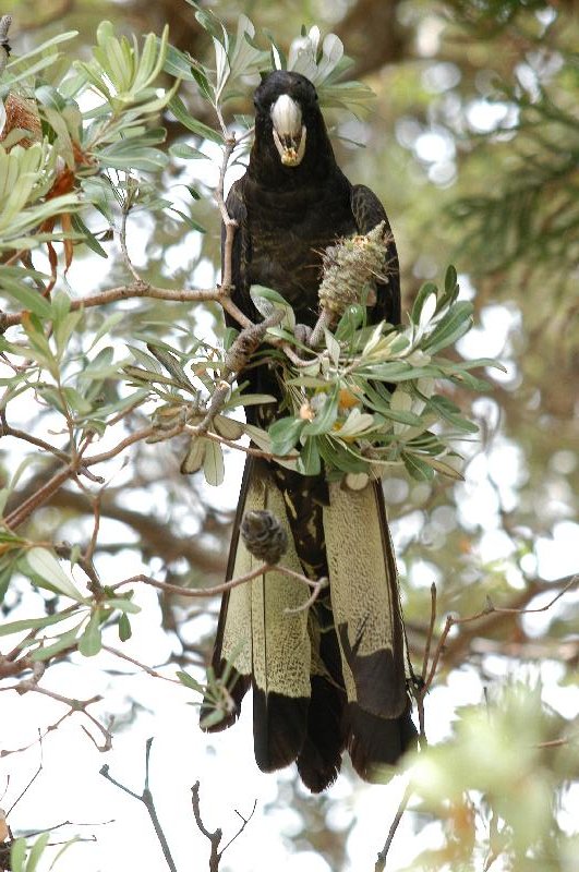 Yellow-tailed_Black-Cockatoo__Calyptorhynchus_funereus__007.jpg