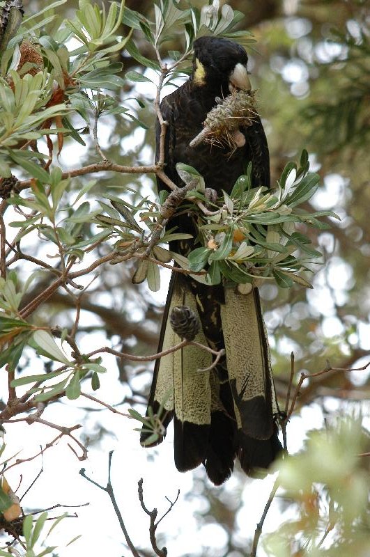 Yellow-tailed_Black-Cockatoo__Calyptorhynchus_funereus__008.jpg