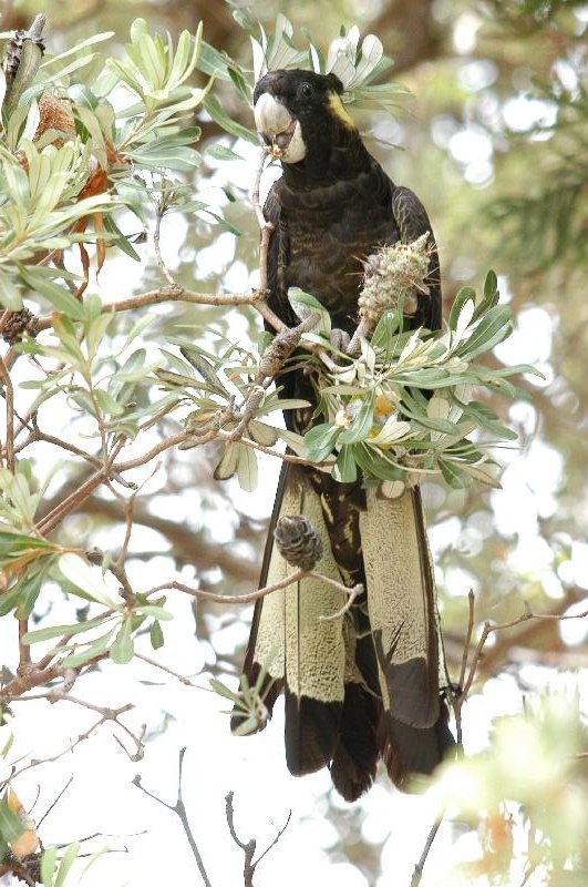 Yellow-tailed_Black-Cockatoo__Calyptorhynchus_funereus__009.jpg