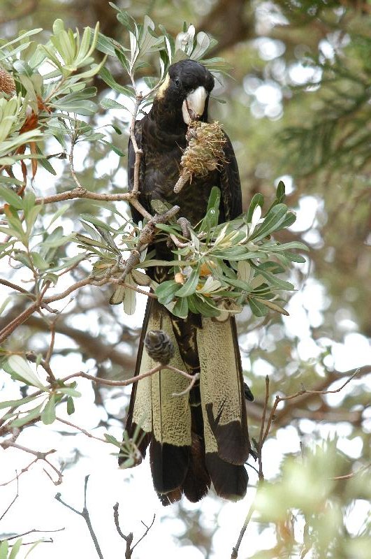 Yellow-tailed_Black-Cockatoo__Calyptorhynchus_funereus__010.jpg