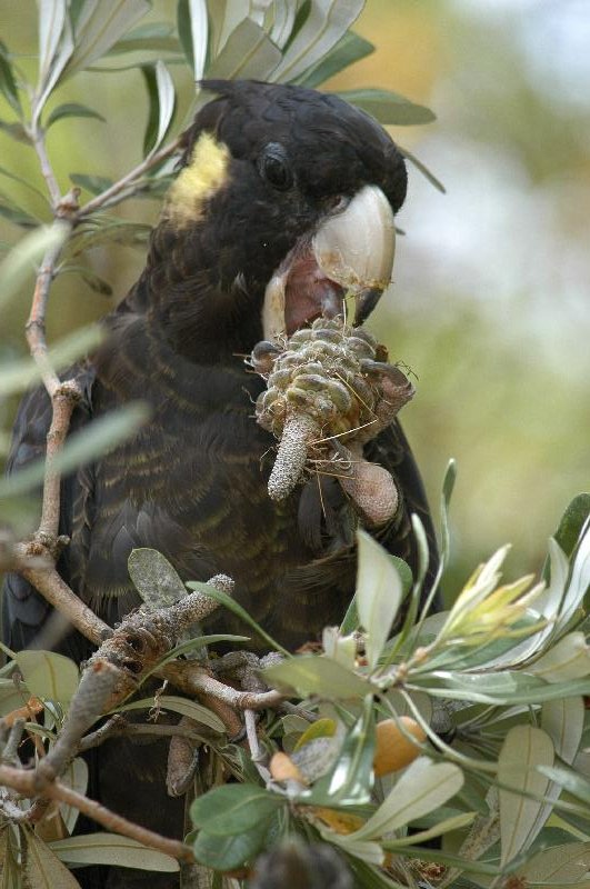 Yellow-tailed_Black-Cockatoo__Calyptorhynchus_funereus__011.jpg