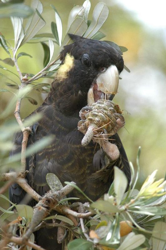 Yellow-tailed_Black-Cockatoo__Calyptorhynchus_funereus__012.jpg