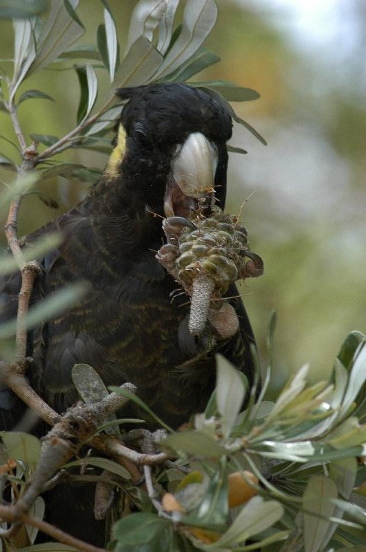 Yellow-tailed_Black-Cockatoo__Calyptorhynchus_funereus__013.jpg