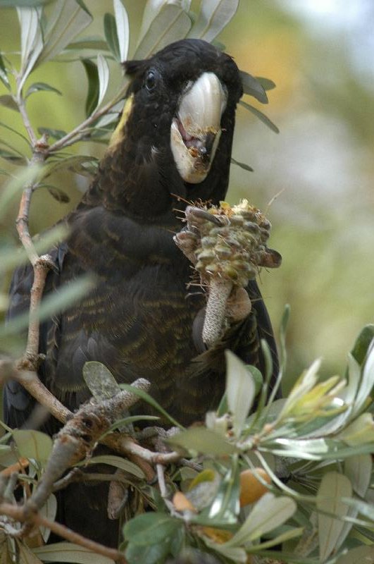 Yellow-tailed_Black-Cockatoo__Calyptorhynchus_funereus__014.jpg