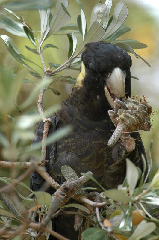 Yellow-tailed_Black-Cockatoo__Calyptorhynchus_funereus__015.jpg