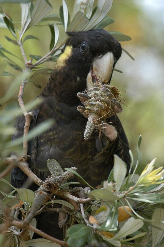 Yellow-tailed_Black-Cockatoo__Calyptorhynchus_funereus__016.jpg