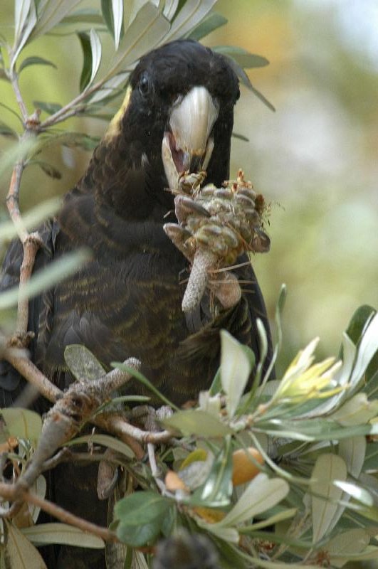 Yellow-tailed_Black-Cockatoo__Calyptorhynchus_funereus__017.jpg