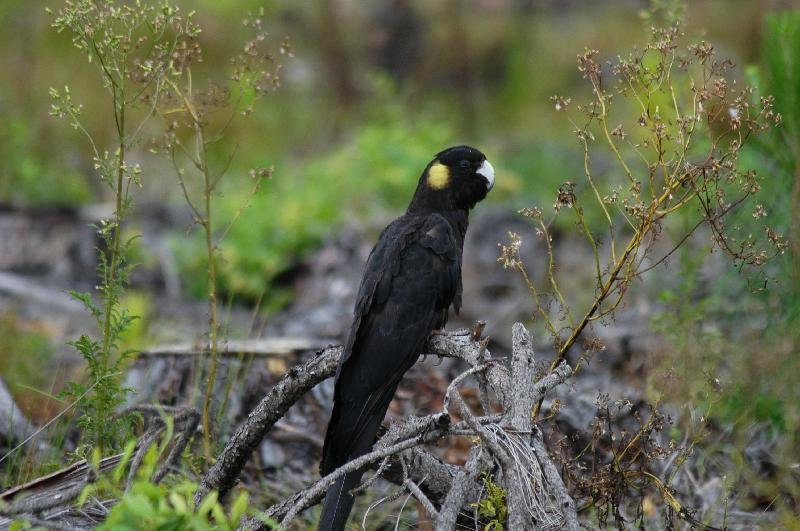 Yellow-tailed_Black-Cockatoo__Calyptorhynchus_funereus__018.jpg