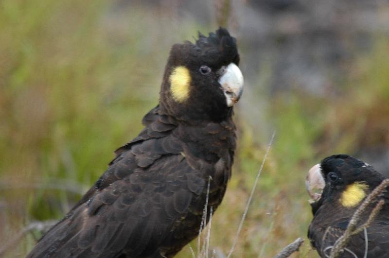 Yellow-tailed_Black-Cockatoo__Calyptorhynchus_funereus__020.jpg