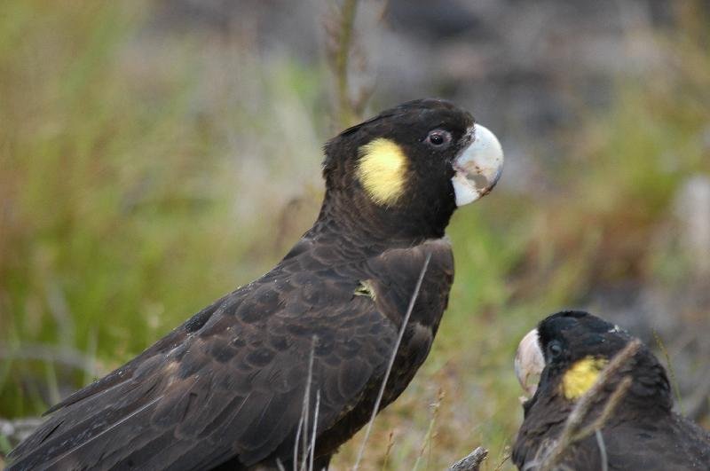 Yellow-tailed_Black-Cockatoo__Calyptorhynchus_funereus__022.jpg