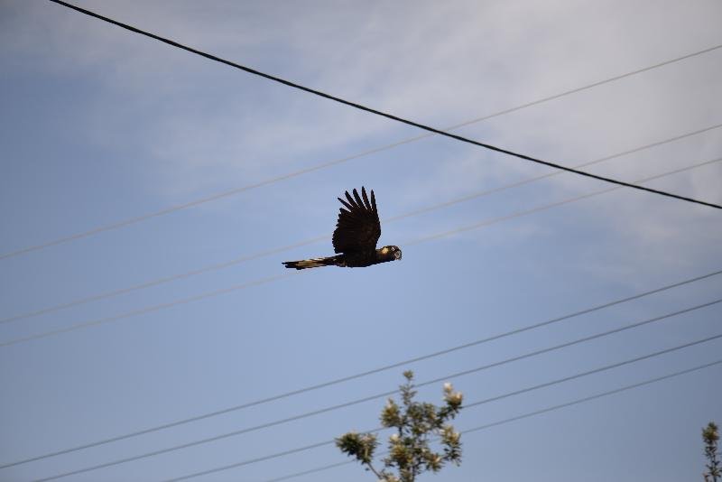 Yellow-tailed_Black-Cockatoo__Calyptorhynchus_funereus__025.jpg