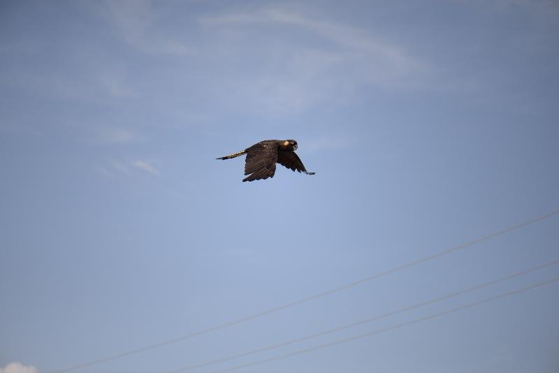 Yellow-tailed_Black-Cockatoo__Calyptorhynchus_funereus__026.jpg