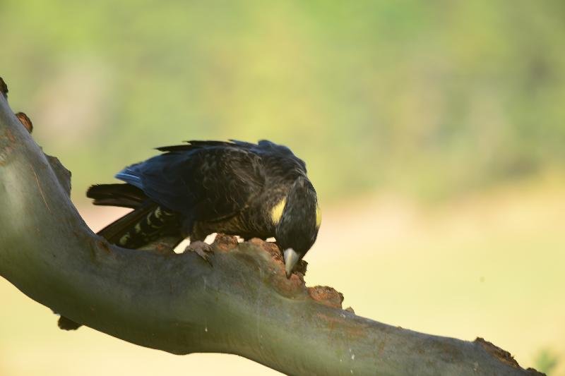 Yellow-tailed_Black-Cockatoo__Calyptorhynchus_funereus__031.jpg