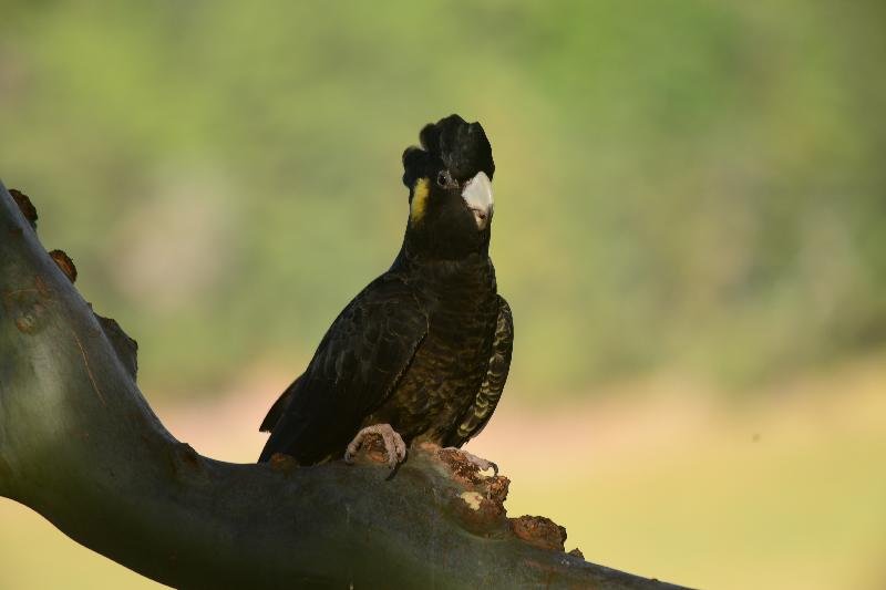 Yellow-tailed_Black-Cockatoo__Calyptorhynchus_funereus__038.jpg