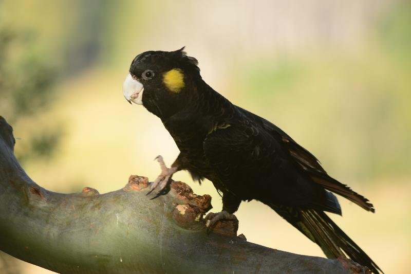 Yellow-tailed_Black-Cockatoo__Calyptorhynchus_funereus__042.jpg