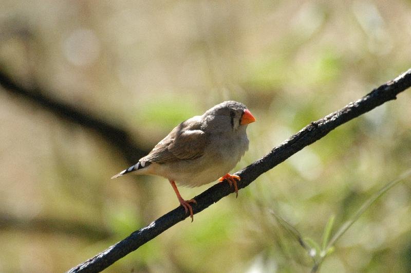 Zebra_Finch__Taeniopygia_guttata__002.jpg